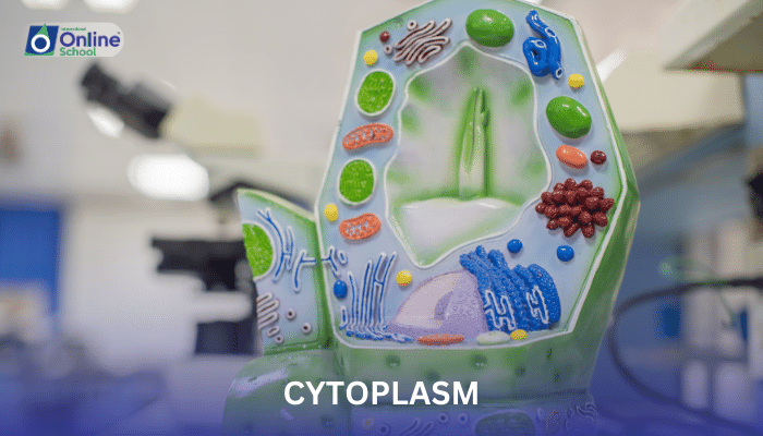 Lesson 06: Cytoplasm - Nature and Metabolic Roles